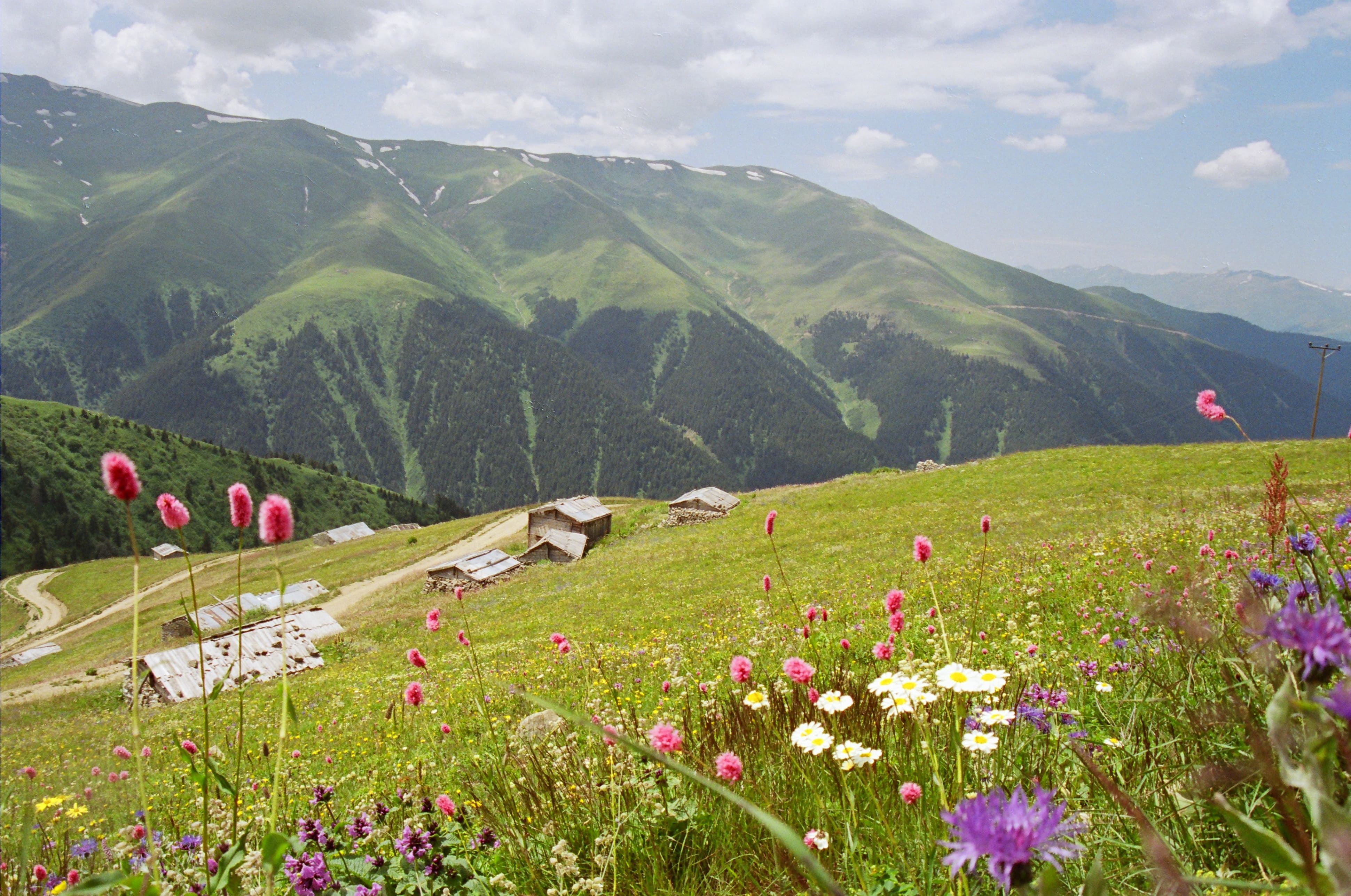 Vaşa Yaylası
