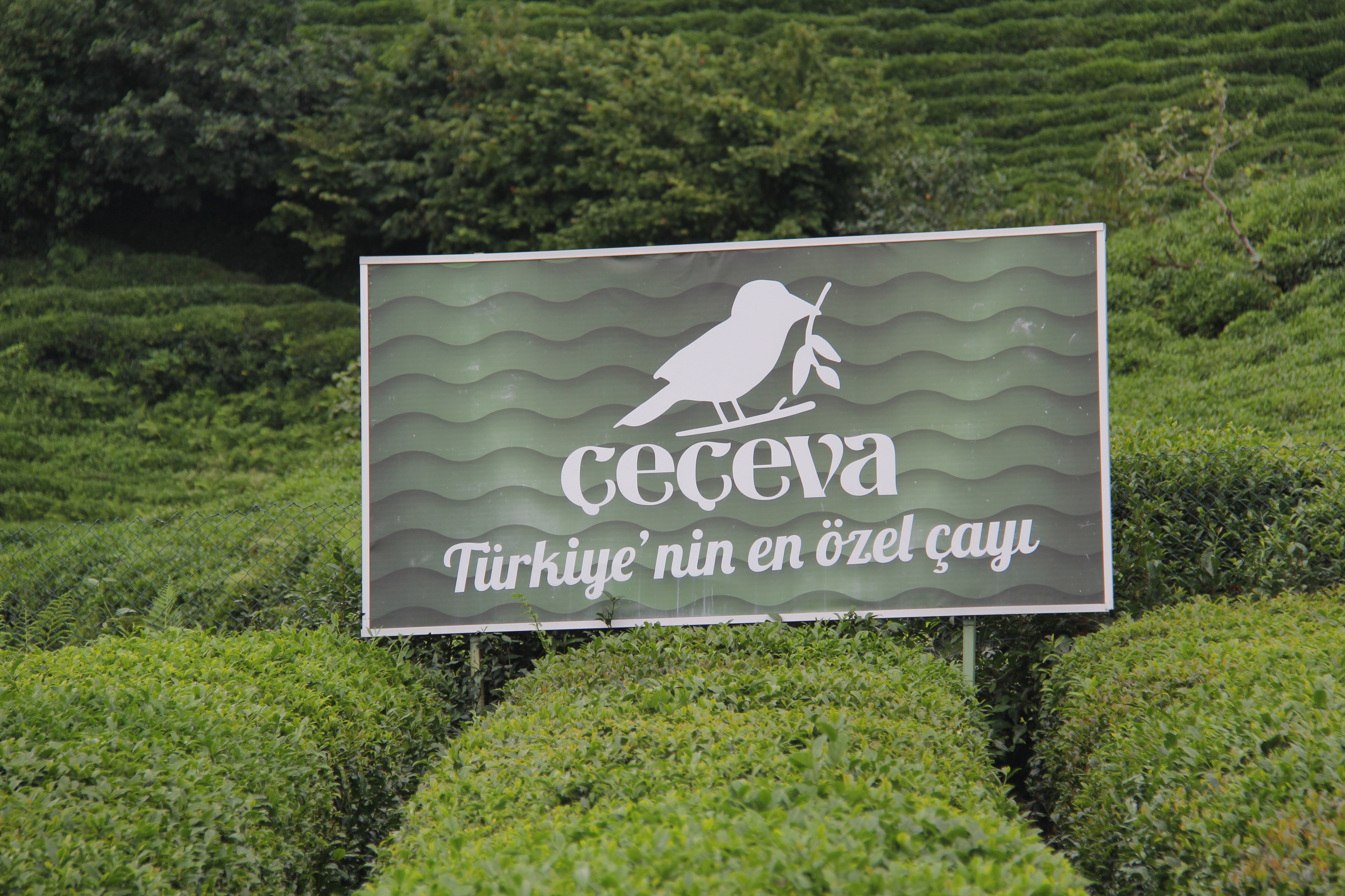 Çeçeva Çay Bahçesi